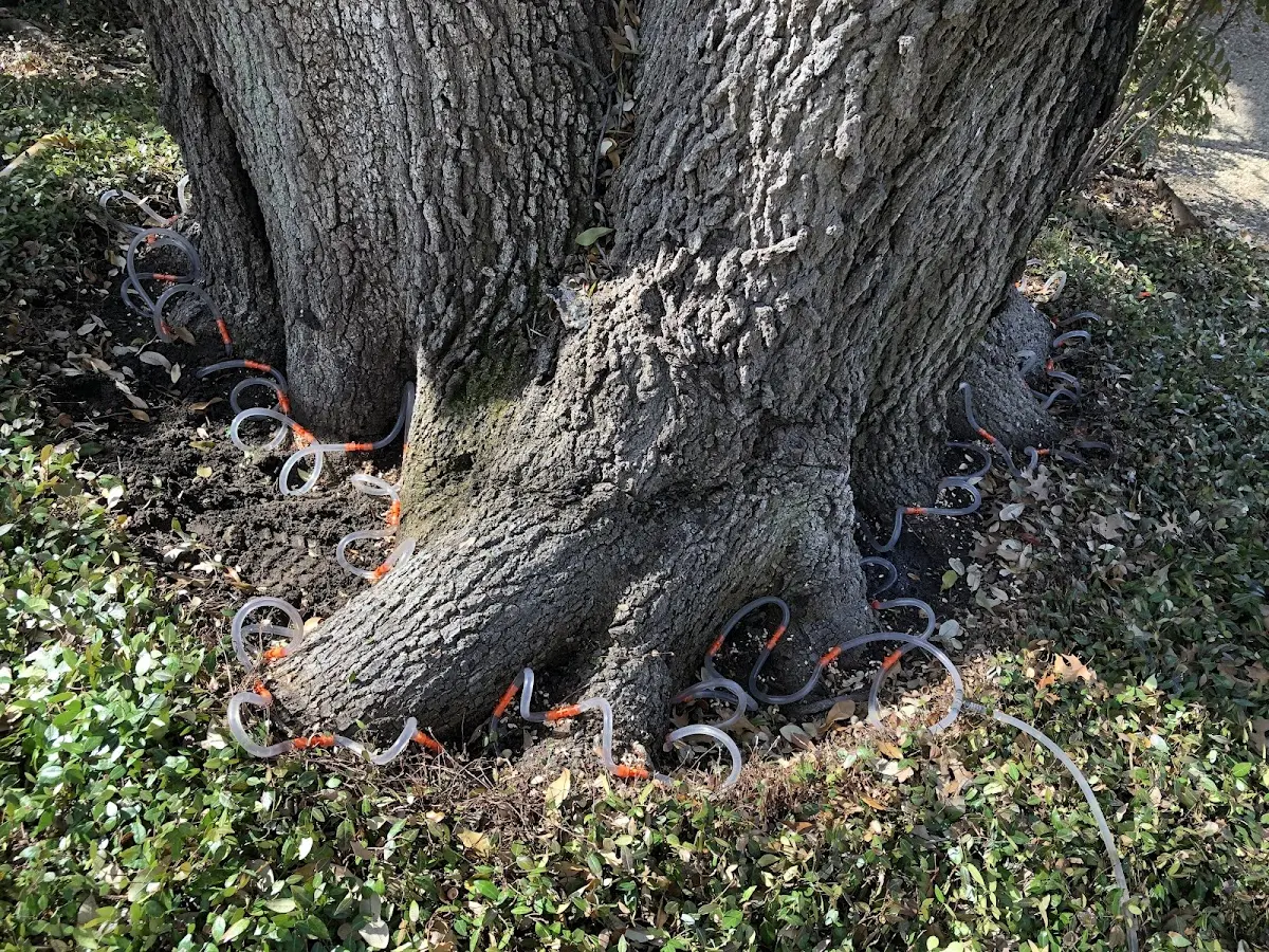 Detailed Tree Cabling and Bracing job site in Peabody